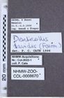 Etiketten zu Denticollis davidis (NHMW-ZOO-COL-0008670)